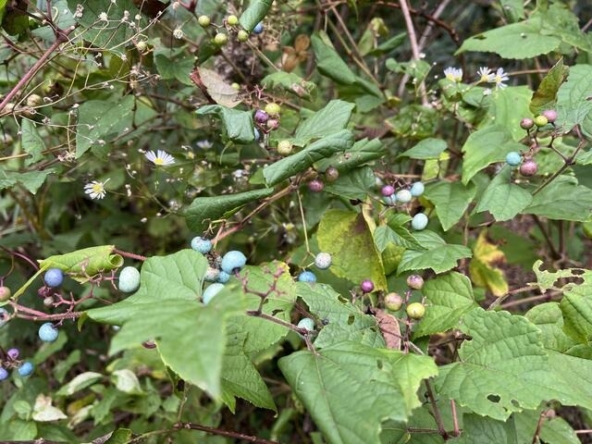 imgi_114_sXMWyTQr-ynAhgT_J6ZIPA==